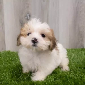 Shorkie